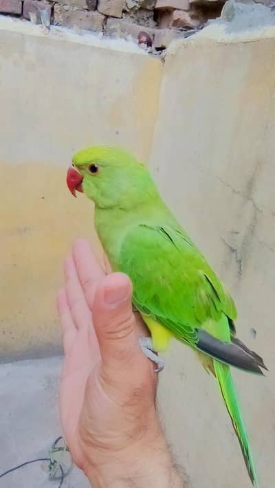 03369510495 Green ringneck parrot handtame self chick