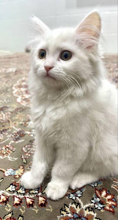 Bahut cute or active hai Bahut khelta hai piyar krta hai