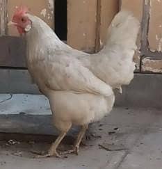 misri hen for sale