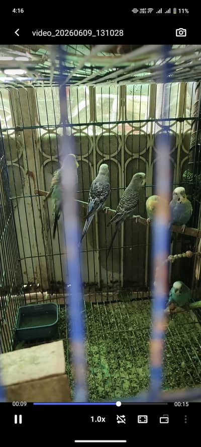 1 pair love birds 3 pair Australiaon