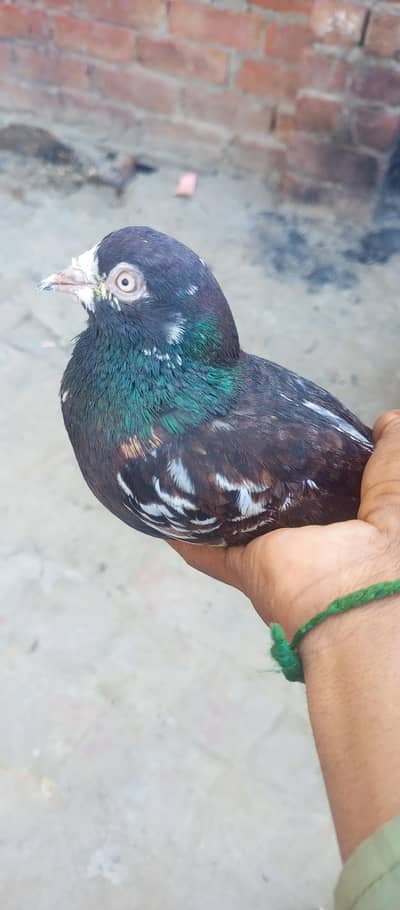 bahi tedd pair  hor ek laki made ha jis bahi chahiy rapta kare