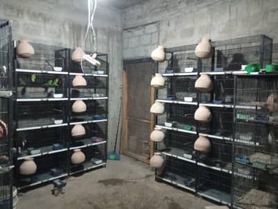 Raw & grey parrot love birds breeding cage | Bird Cage| Strong Metal