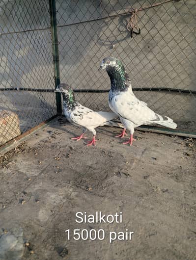 pigeons for sale