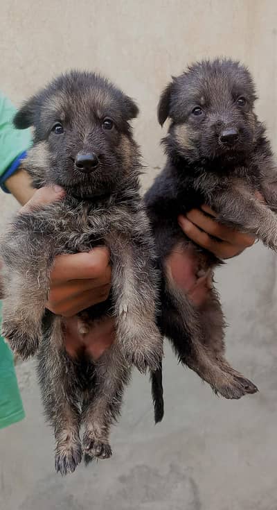 Active and pure quality GSD PUPS for sale