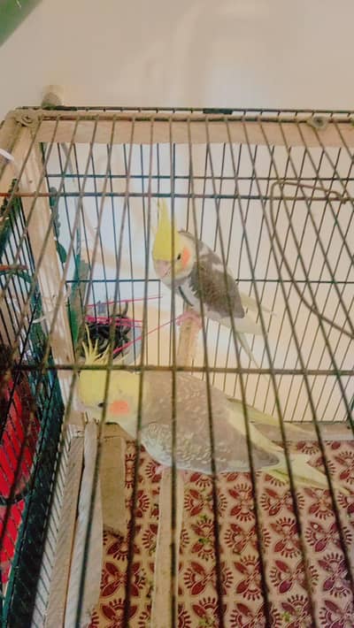 Breeder Coctail pair for sale