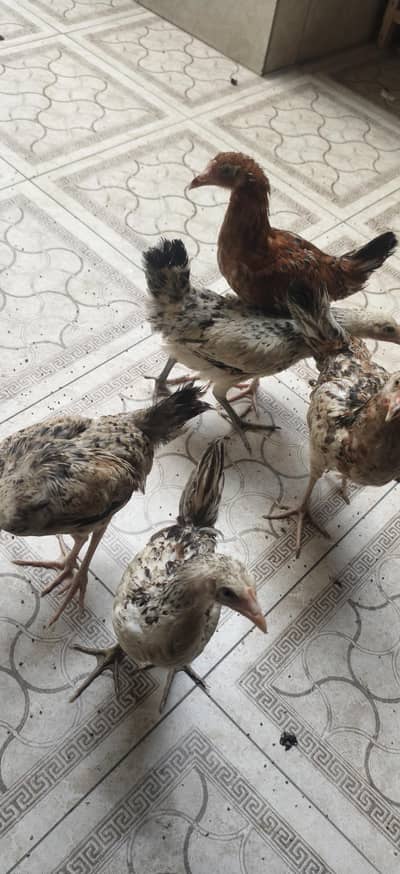 5 desi chicks