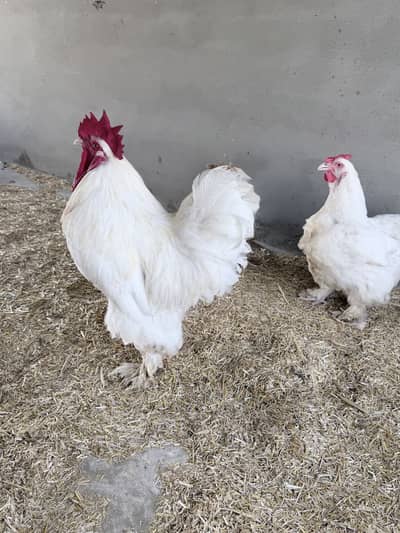 Buy Heavy buff pair and it’s eggs too