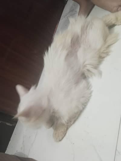 sale Persian male cat
