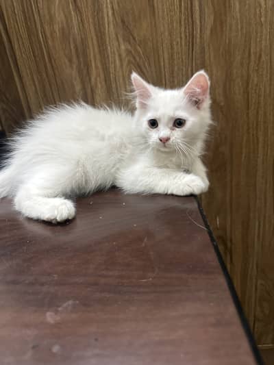 Persian Double coated kitten