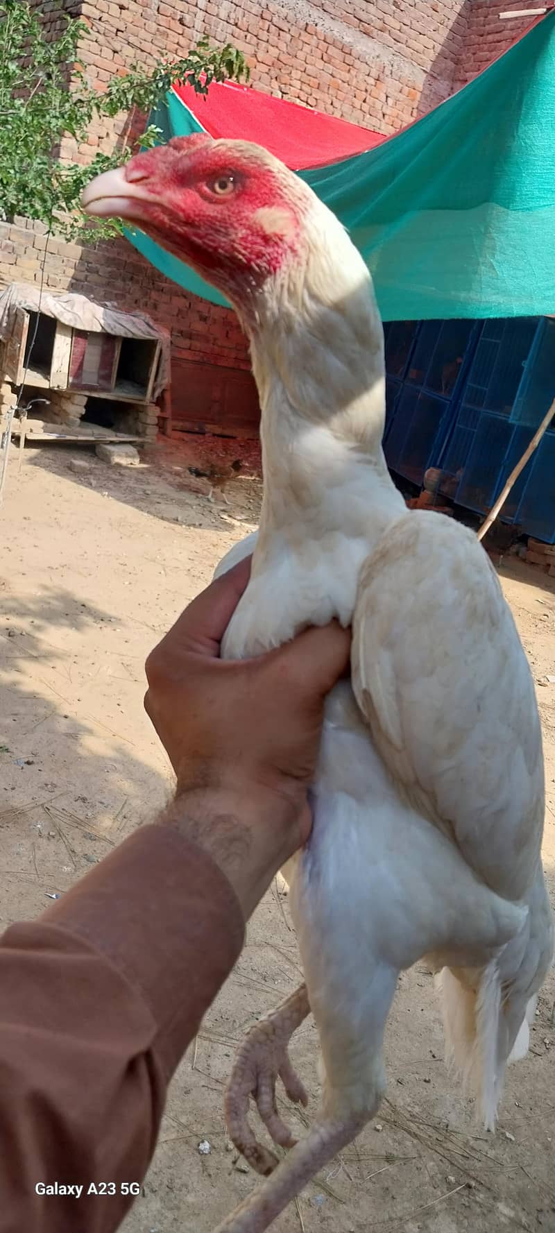 White pair 1