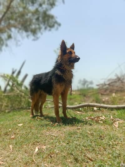 Healthy and active male German Shepherd available for sale. Age appro