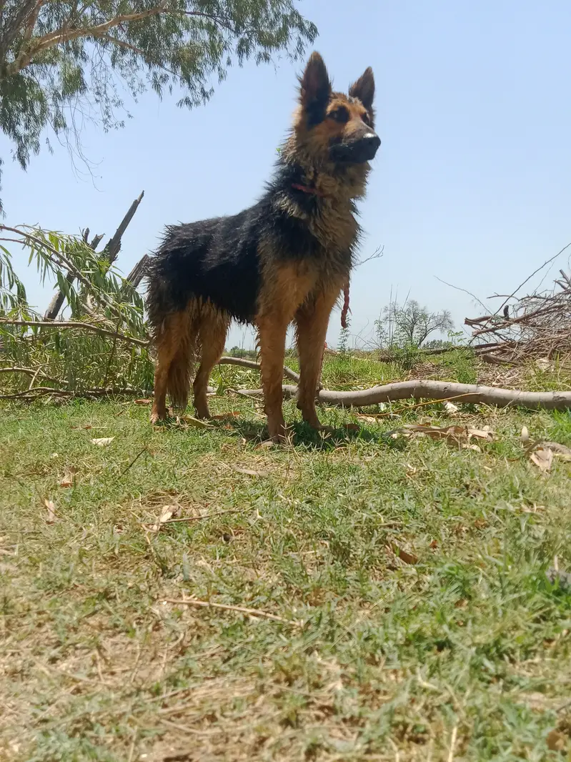 Healthy and active male German Shepherd available for sale. Age appro — photo 2