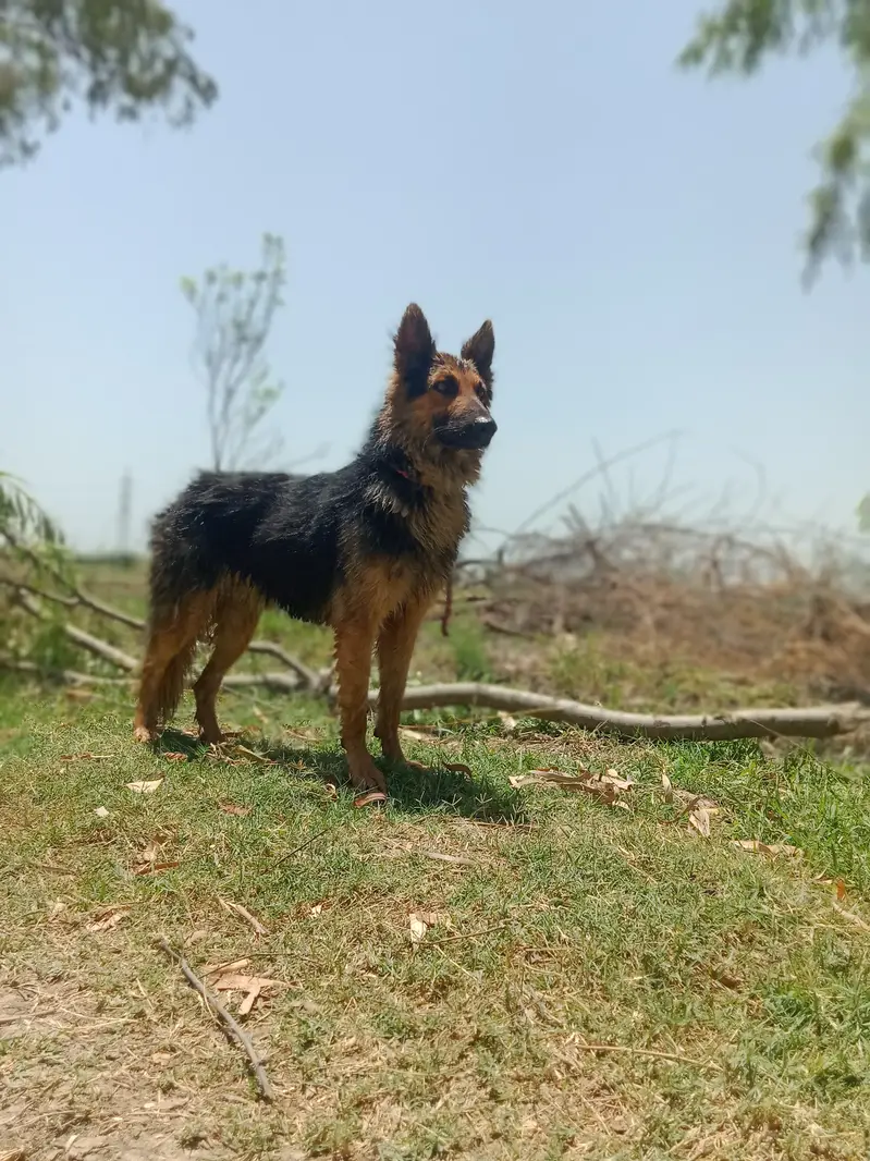 Healthy and active male German Shepherd available for sale. Age appro — photo 3