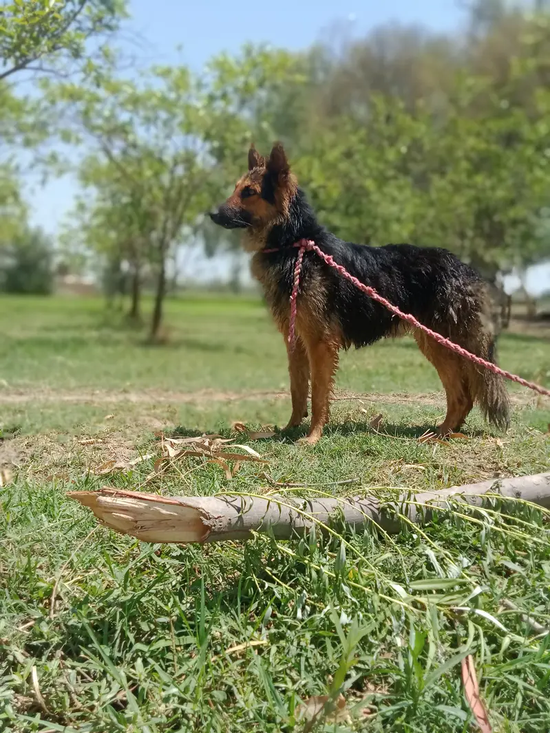 Healthy and active male German Shepherd available for sale. Age appro — photo 4