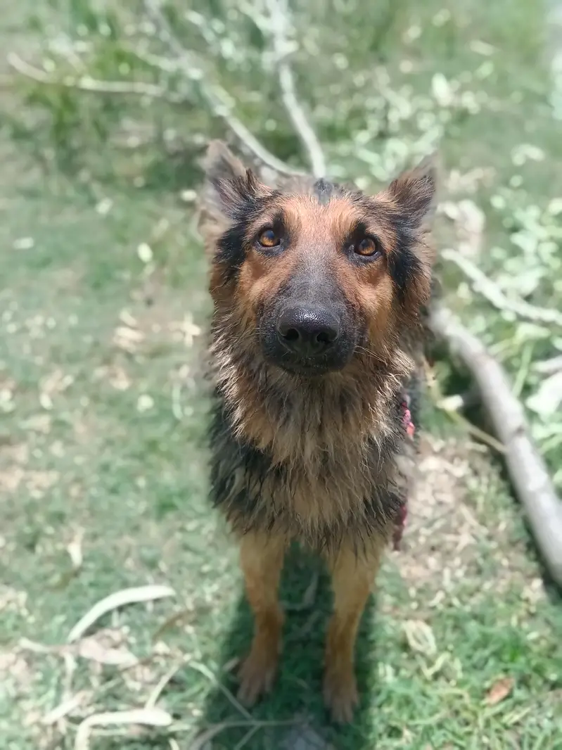 Healthy and active male German Shepherd available for sale. Age appro — photo 5