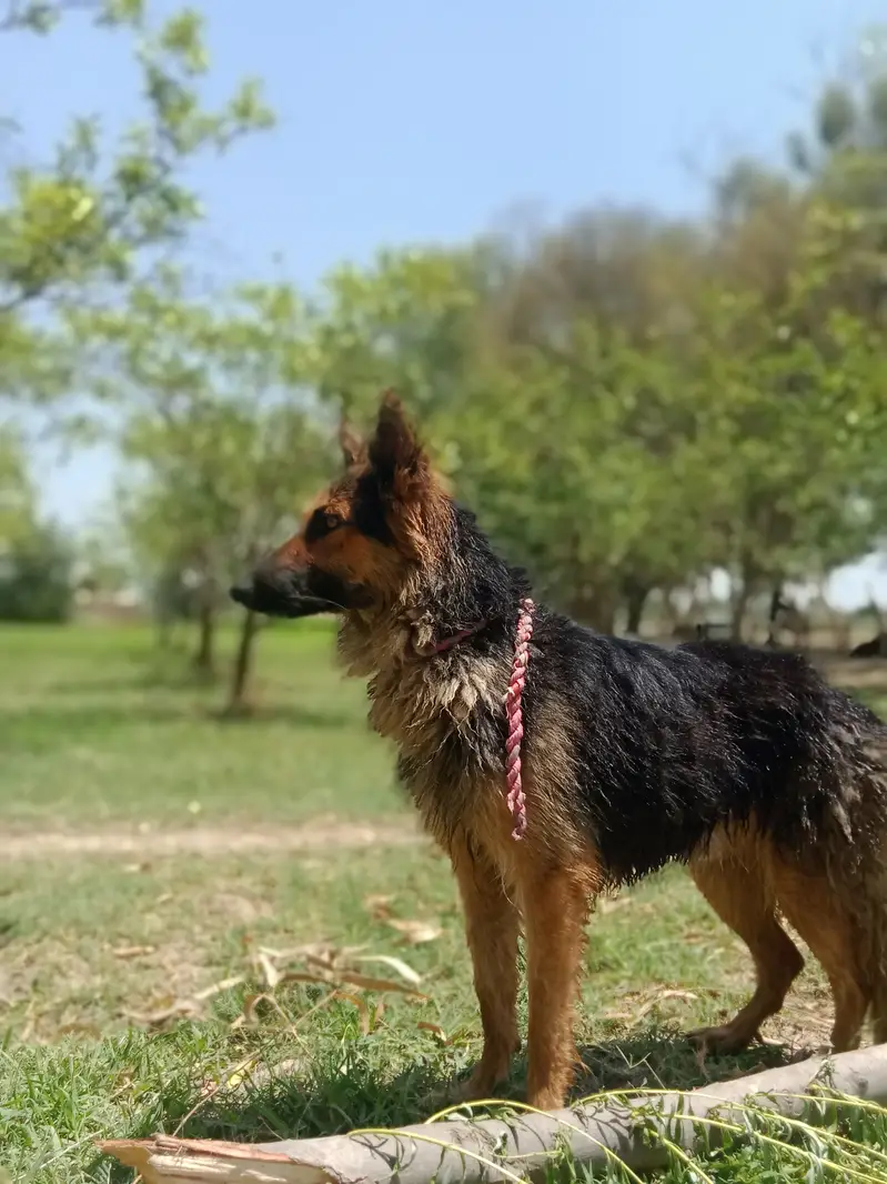 Healthy and active male German Shepherd available for sale. Age appro — photo 6