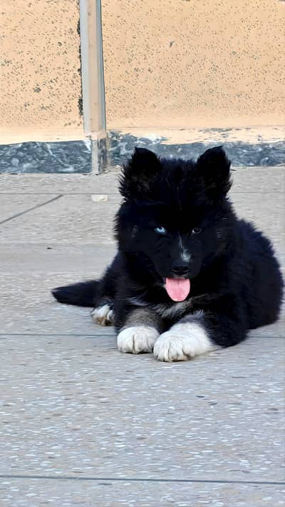 Siberian Husky Agouti solid black mask | Agouti Husky | Black Husky