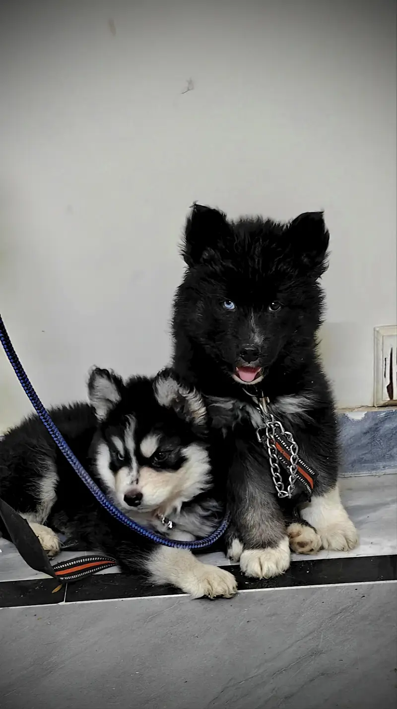 Siberian Husky Agouti solid black mask | Agouti Husky | Black Husky — photo 2