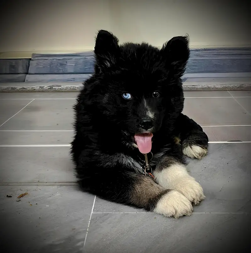 Siberian Husky Agouti solid black mask | Agouti Husky | Black Husky — photo 3