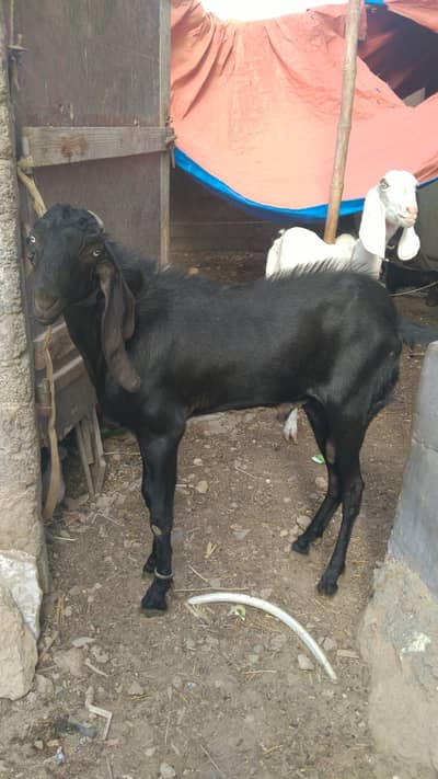 Makhi Cheena Bakra male_ Beetal Bakra | بکرا | breeder goat |Goats For