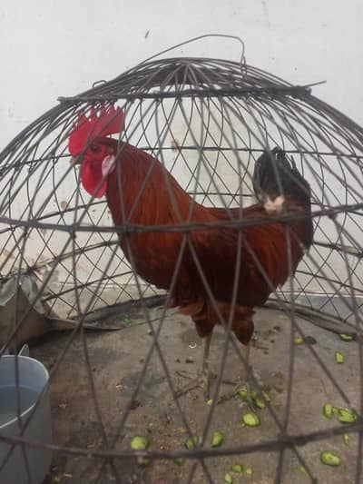 GOLDEN MISRI MURGHA DESI