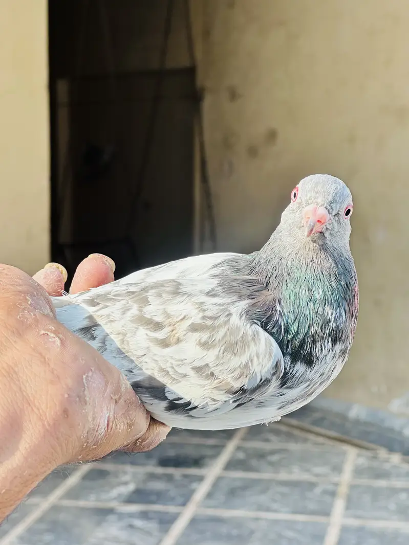 Breader females — photo 4