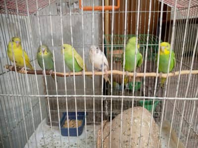 Healthy Budgie Parrots - 3 Pairs Available