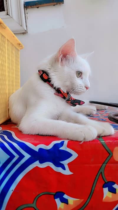 Turkish Angora female cat 7 months old. Very active, playfull and ene