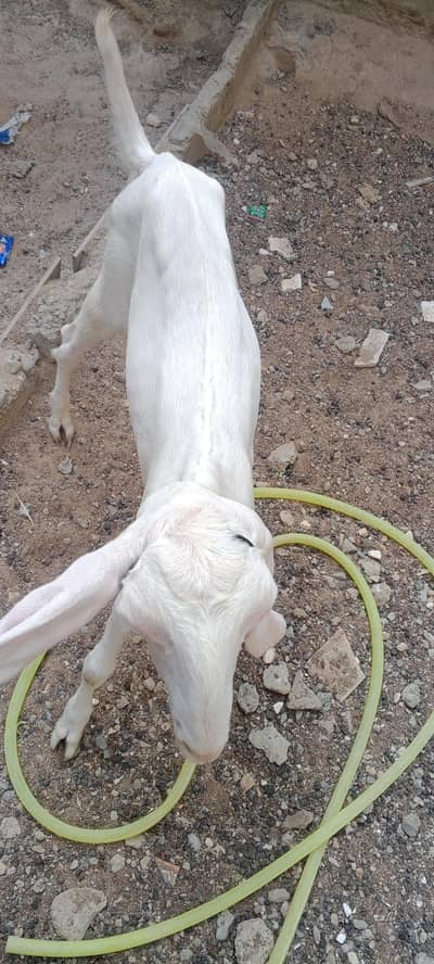 Pure Gulabi cross Bakra available