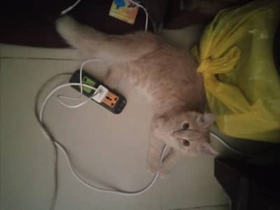 female cat is Scottish and make cat is persion