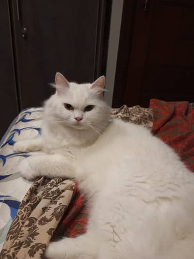 Triple coated Persian female cat