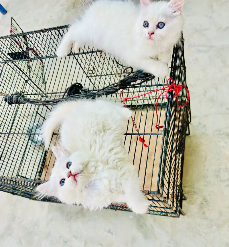 Pershion tripple cooted punch face kittens — photo 3