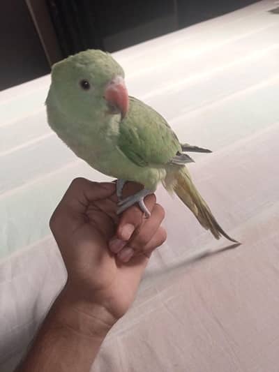 Hand tame parrot