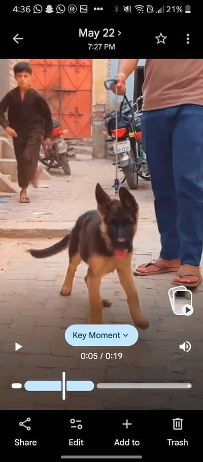 double coat German shepherd