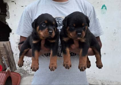 Rottweiler puppies | Rottweiler pedigree pupps |Rottweiler dog puppy