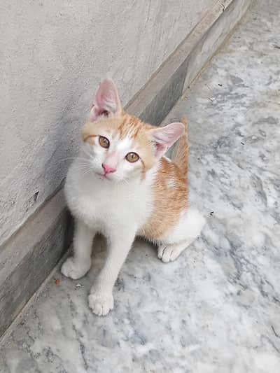 Cat for Adoption