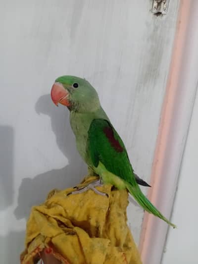 Elexendra Raw parrot