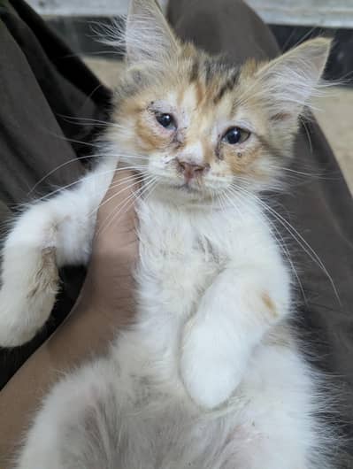 two perisan cats one 6k two 10k