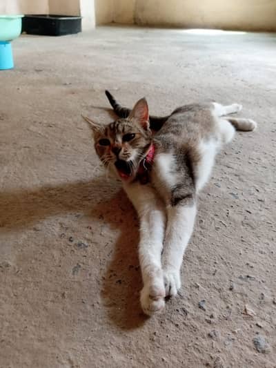 Sweet Rescued Girl Cat Looking for Her Forever Home 