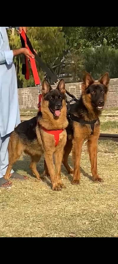 German shepherd pair for sale
