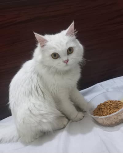 beautiful persisn tripple coated cat