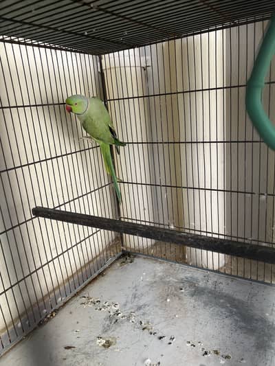 Green Ringneck Male