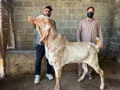 Makhi Cheena Bakra male_ Beetal Bakra | بکرا | breeder goat |Goats For