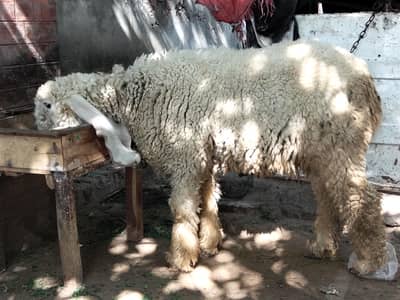 kajla chatra for sale 5 month