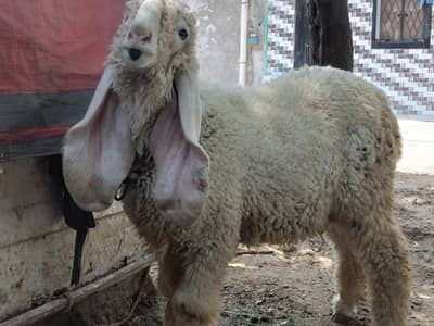 kajla chatra for sale 5 month03230010522