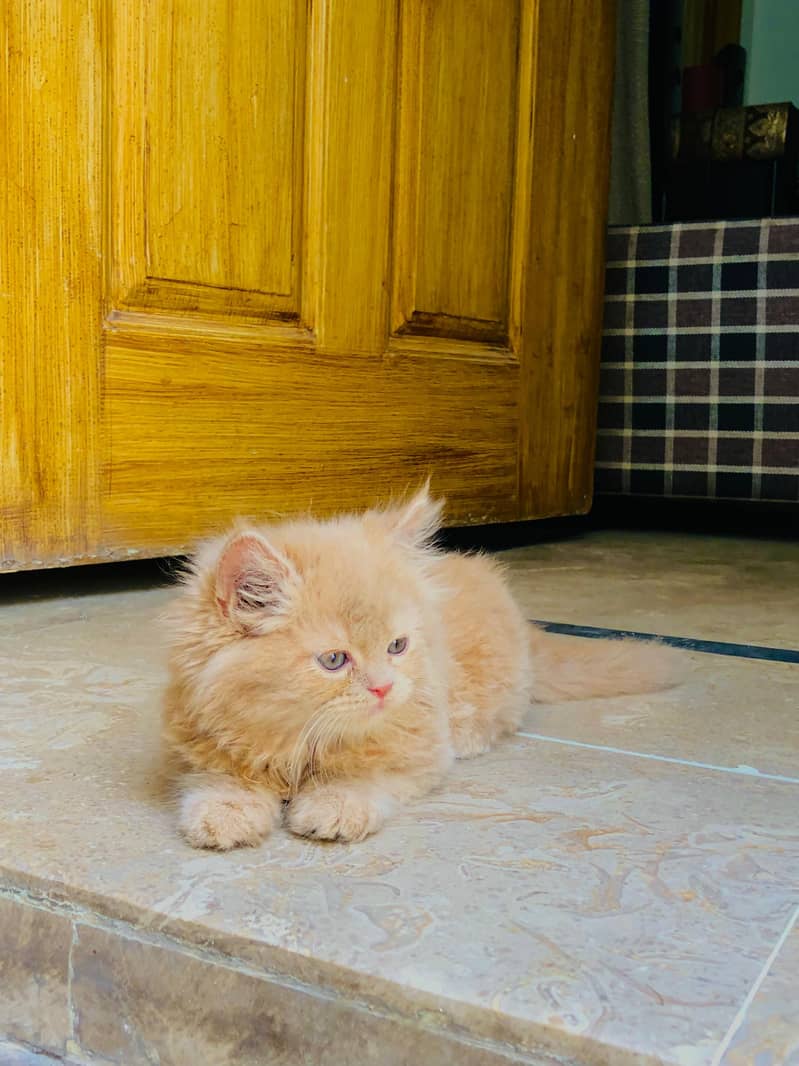 Kittens plus Cats 0