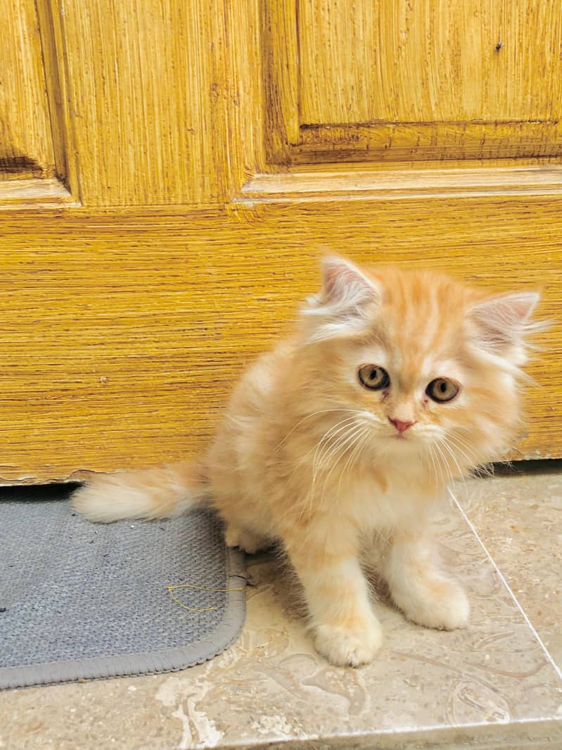 Kittens plus Cats 1