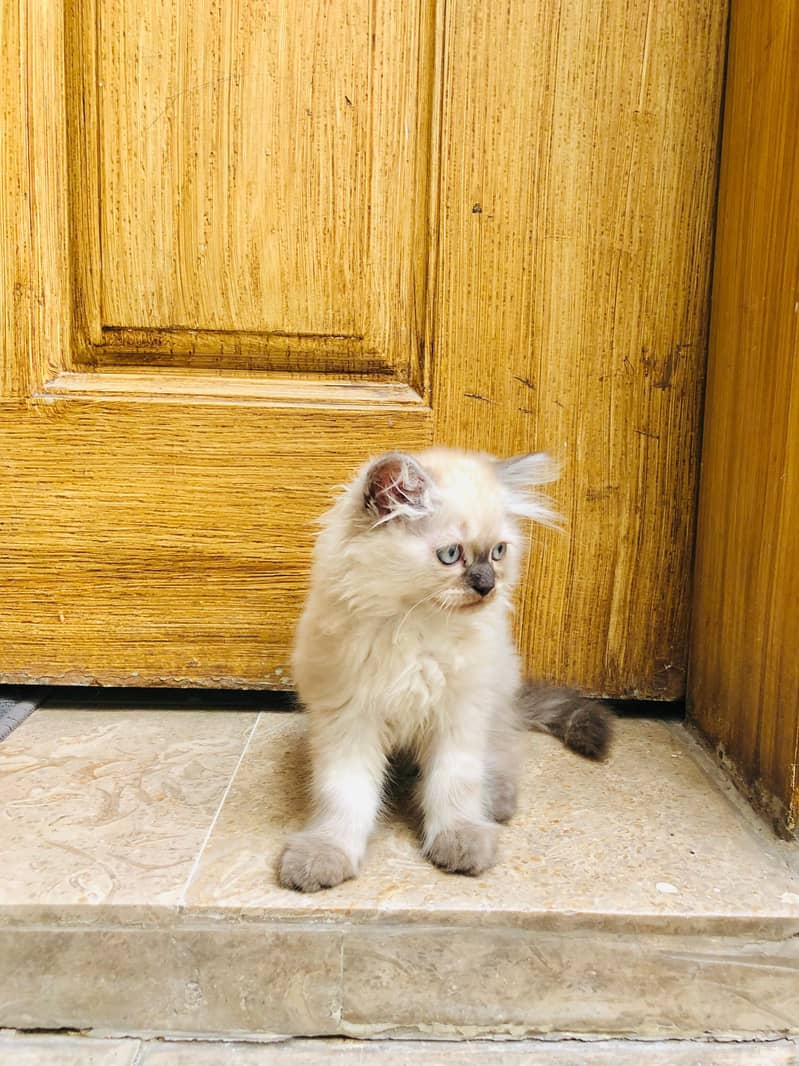 Kittens plus Cats 3