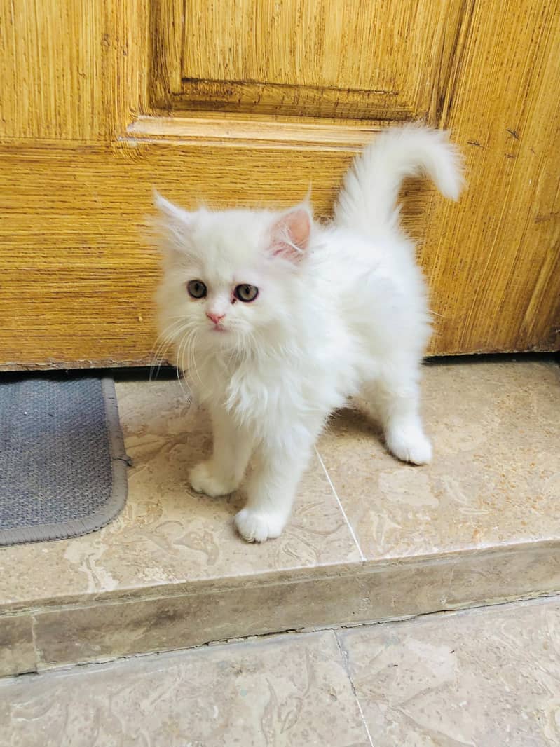 Kittens plus Cats 5