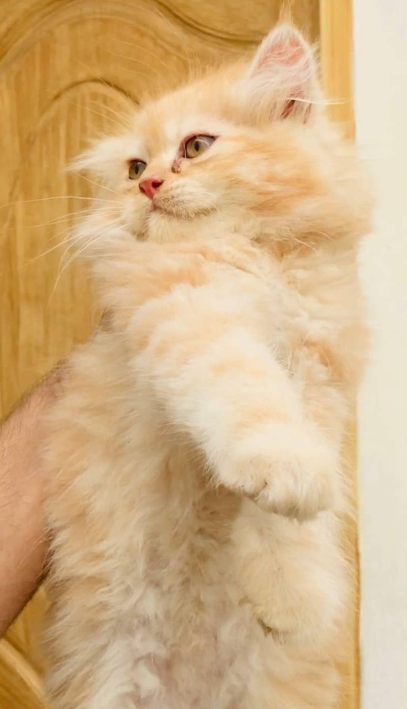 Kittens plus Cats 6
